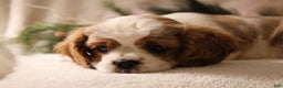 Cavalier King Charles Spaniel dogs for sale: Lexi - Ad 6