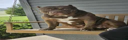 American Bully dogs for sale: Lilac brindle XL American Bully  - Ad 7