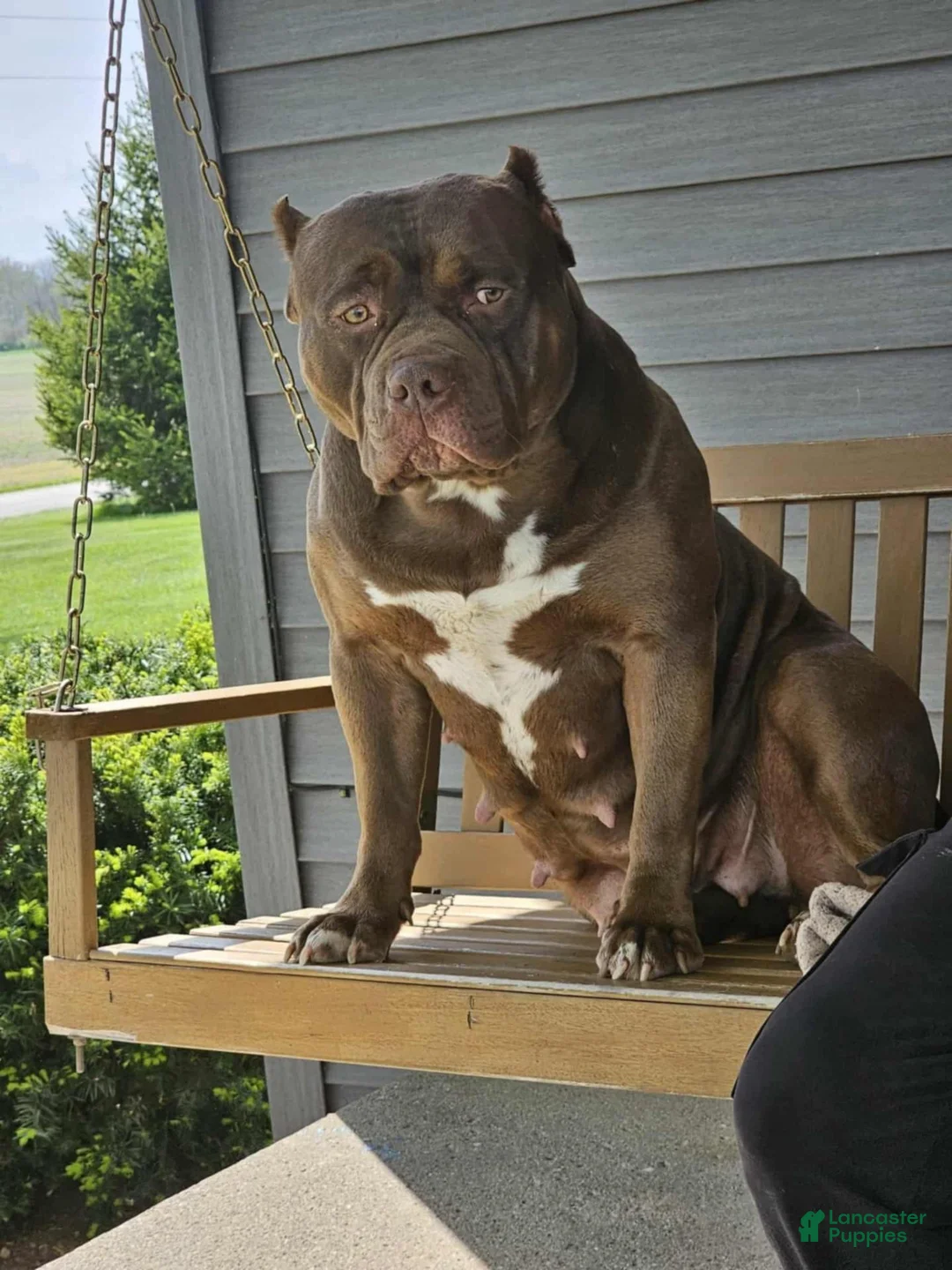 American Bully dogs for sale: Lilac brindle XL American Bully  - Ad 7