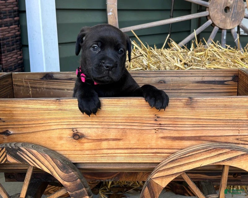 Mixed Breed dogs Pink - Ad 27