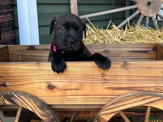 Mixed Breed dogs Pink - Ad 28