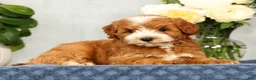 Mini Goldendoodle dogs for sale: Quenton - Ad 4