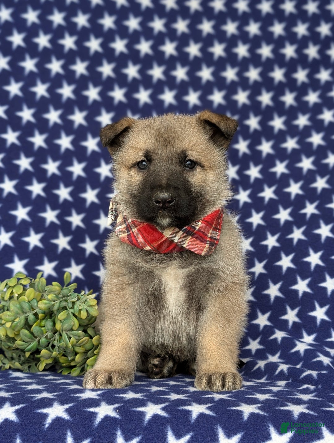 Mixed Breed dogs for sale: Clifford - Ad 3