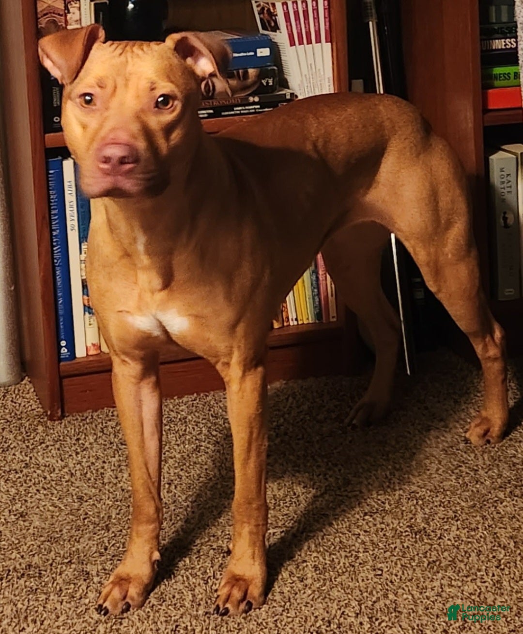 American Pit Bull Terrier (American Pit Bull Terrier, Female) in Norcross, GA