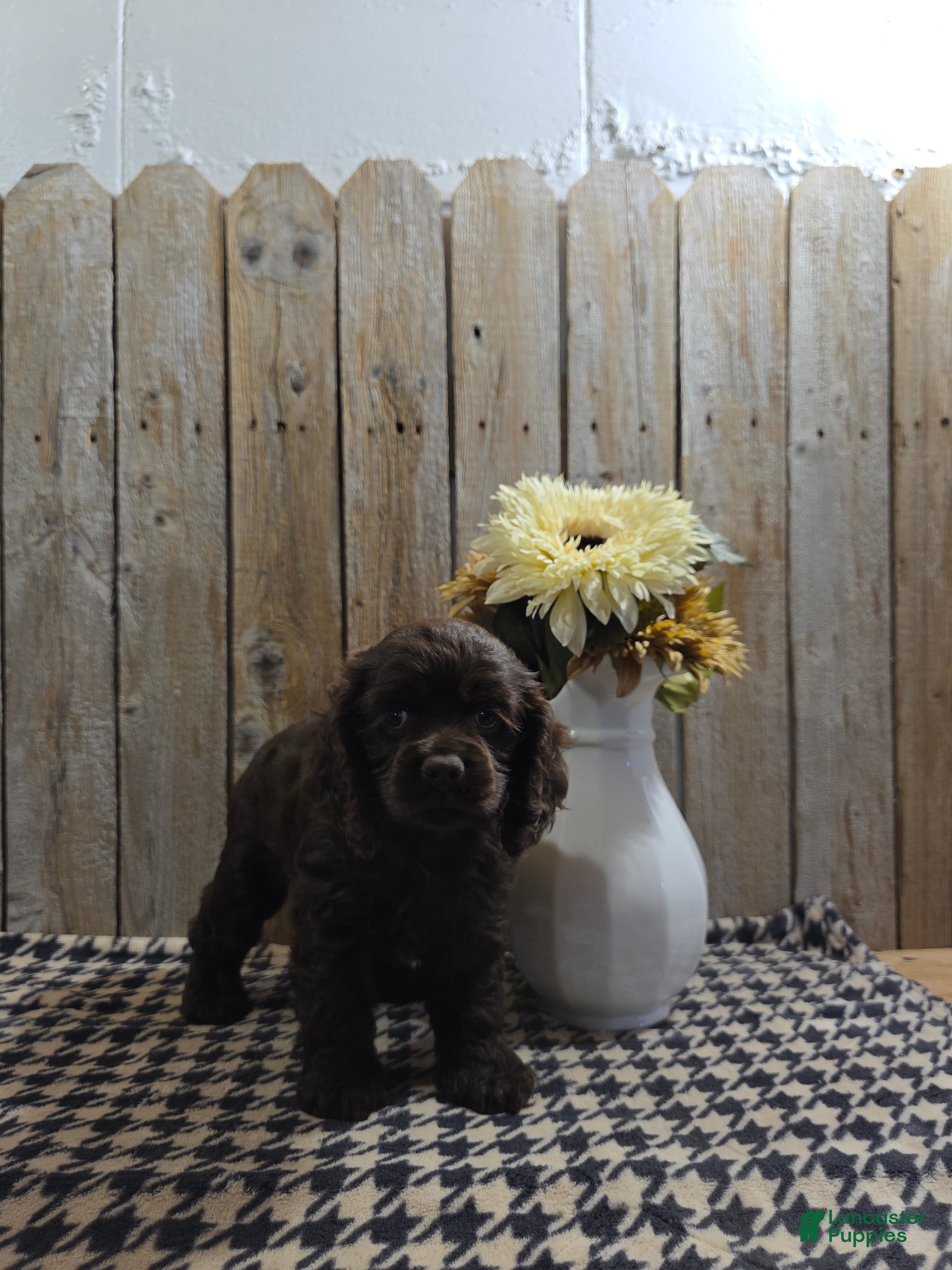 Cocker Spaniel dogs Cody - Ad 2