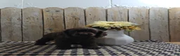 Cocker Spaniel dogs for sale: Cody - Ad 2