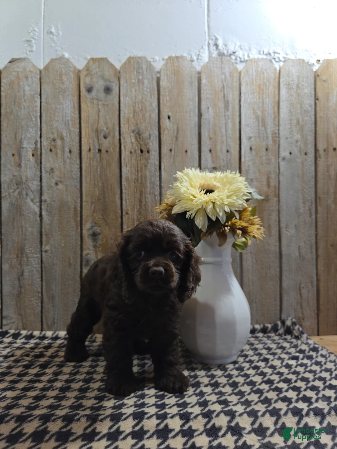 Cocker Spaniel dogs for sale: Cody - Ad 2