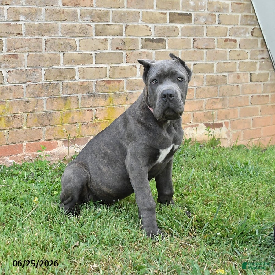 Cane Corso dogs Coral - Ad 1
