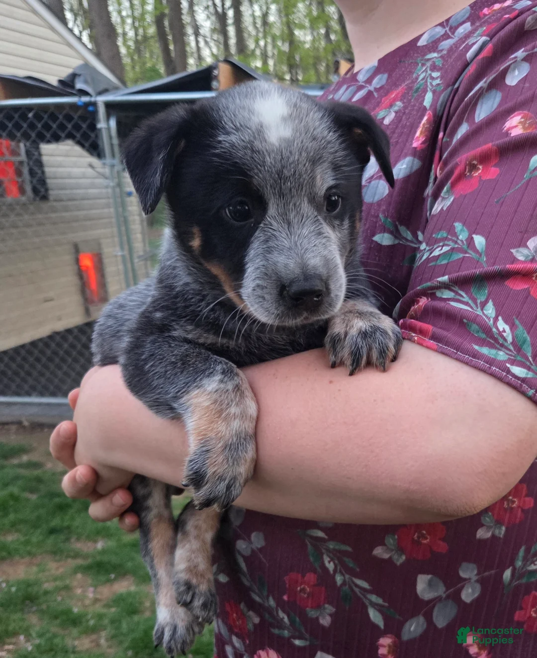 Australian Cattle Dog dogs for sale: Juniper - Ad 1