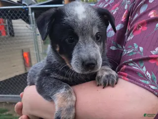 Australian Cattle Dog dogs for sale: Juniper - Ad 3