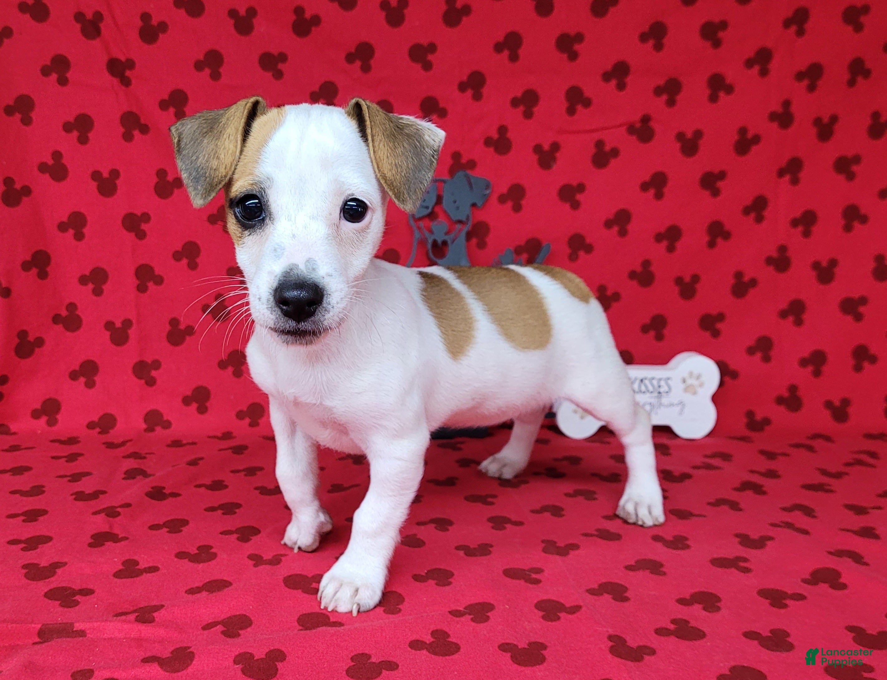 Jack Russell Terrier dogs Jinx purebred JRT - Ad 1