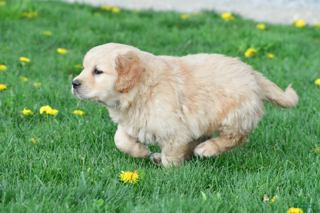 Golden Retriever dogs for sale: Cash - Ad 2