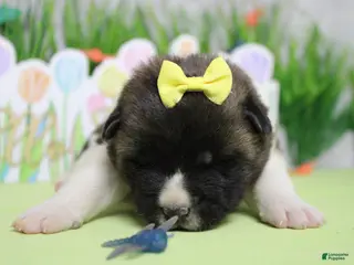 Akita dogs Granny - Ad 5