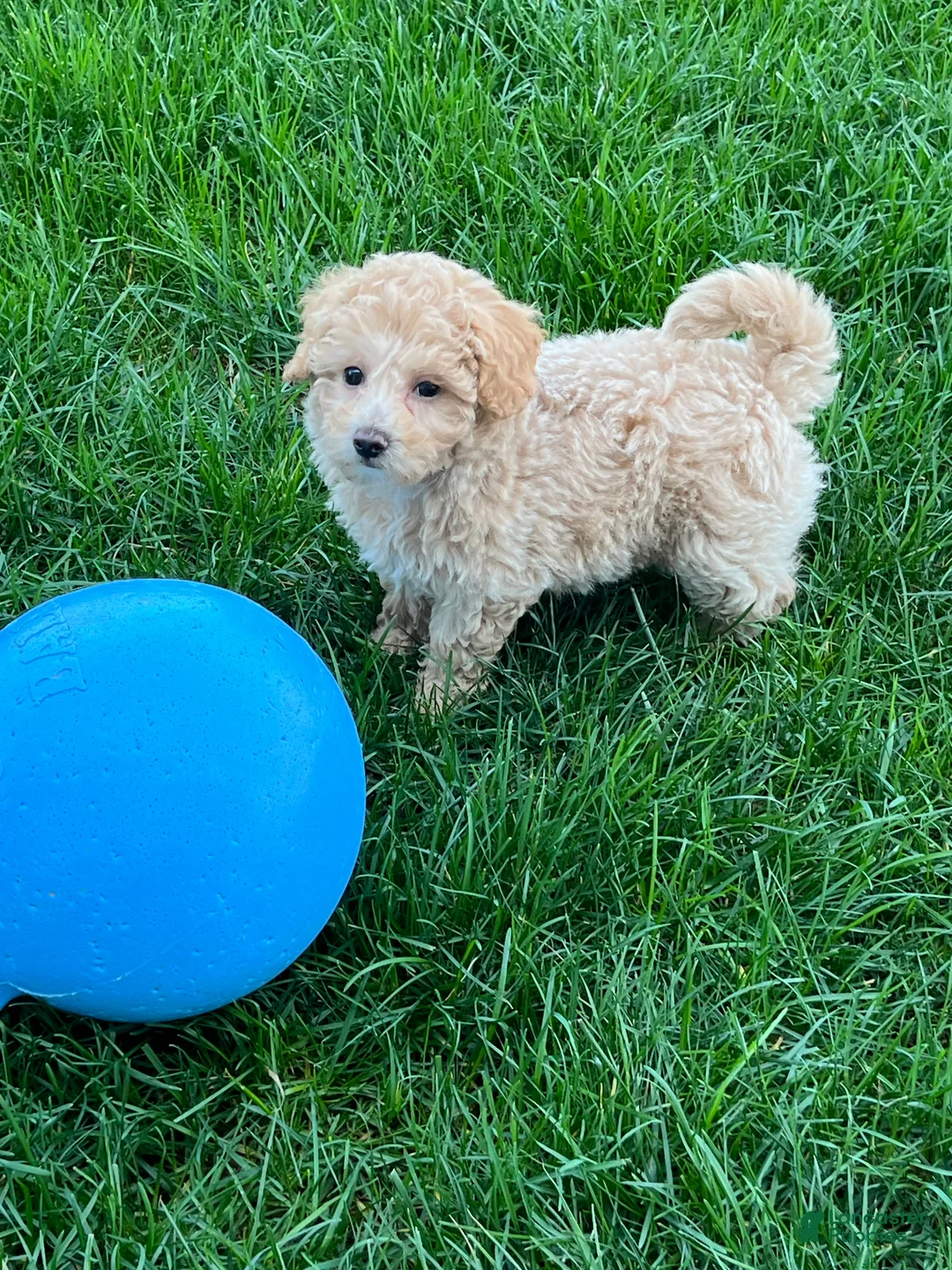 Bichpoo dogs for sale: Leo - Ad 2