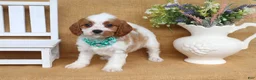 Cavapoo dogs for sale: Nicole - Ad 4
