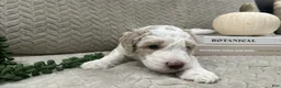 Goldendoodle dogs for sale: Lavender 💜 - Ad 49