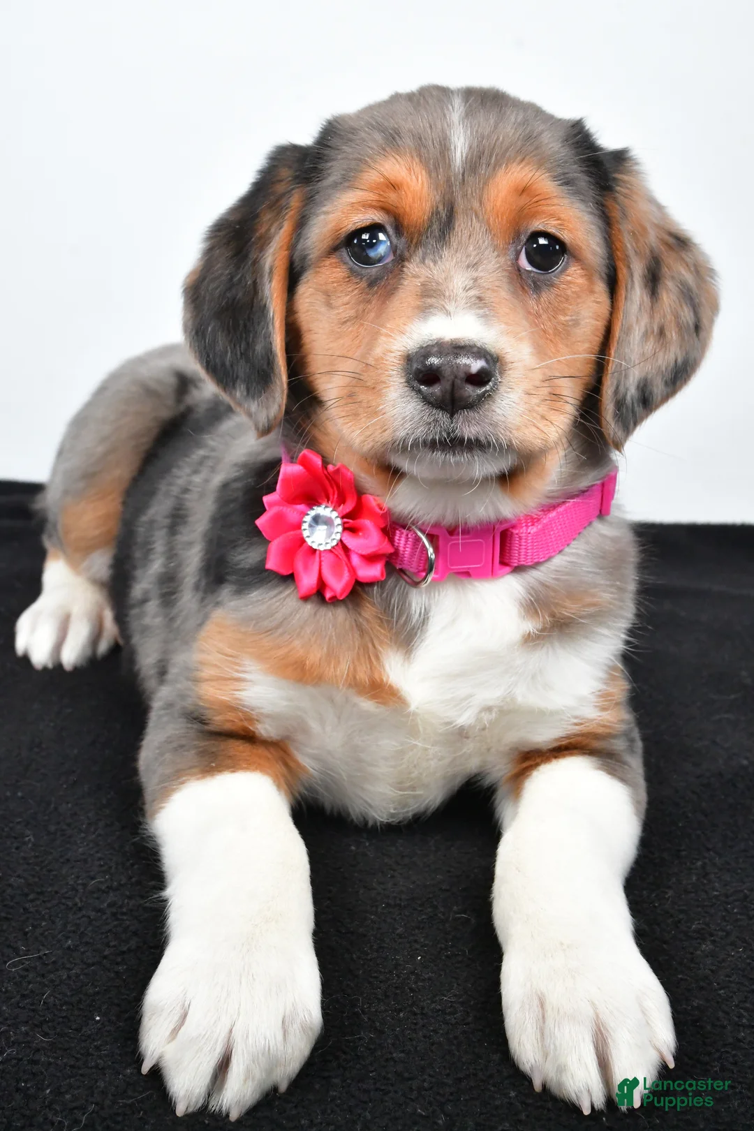 Mixed Breed dogs for sale: Tabbi - Ad 4