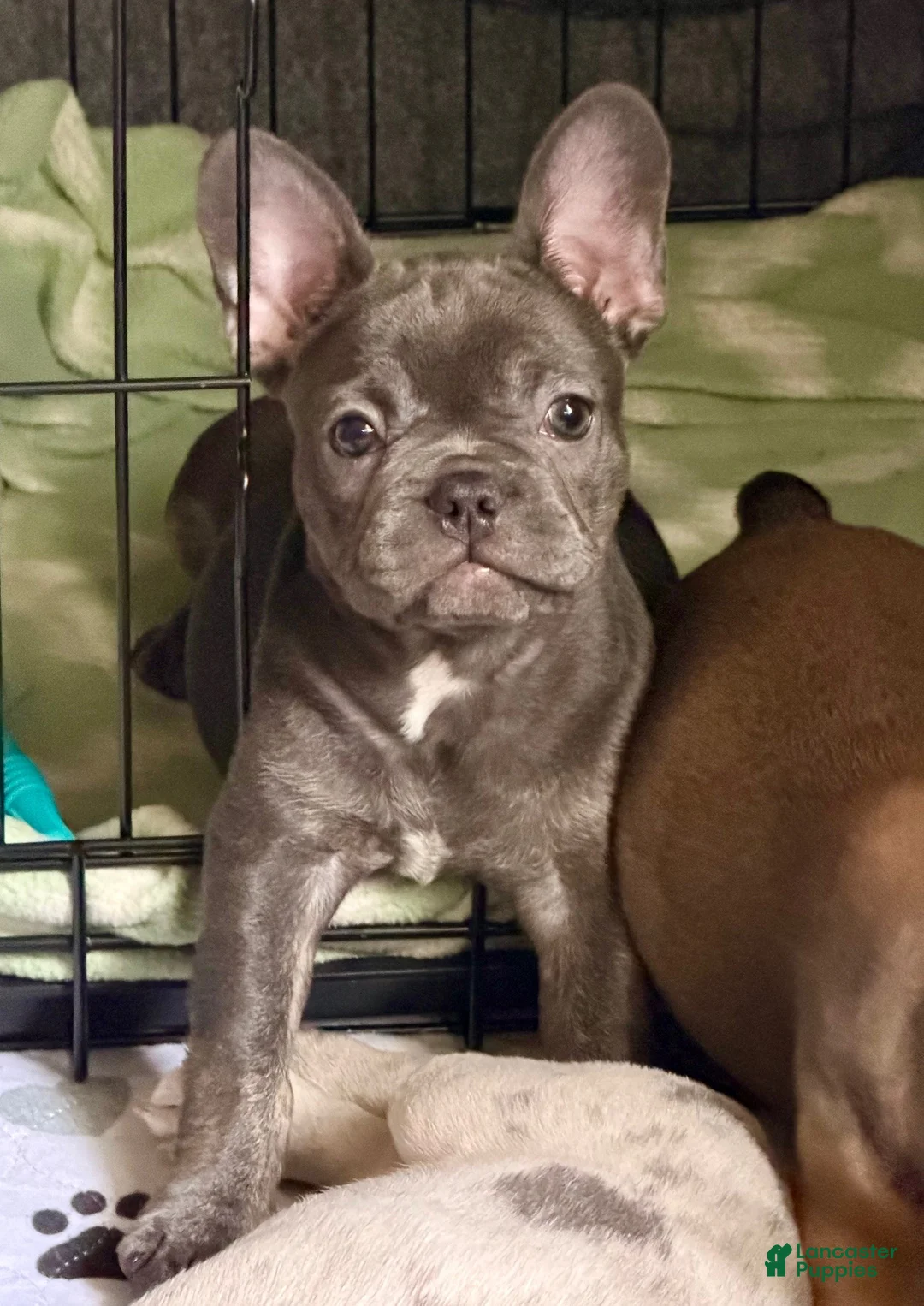 French Bulldog dogs for sale: Sophia  - Ad 2