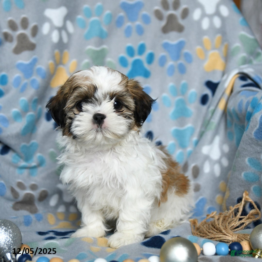 Shih Tzu dogs for sale: Joy - Ad 2