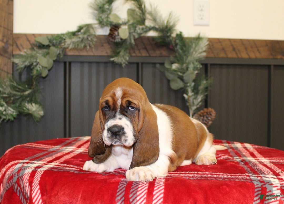 Basset Hound dogs for sale: Casey - Ad 2