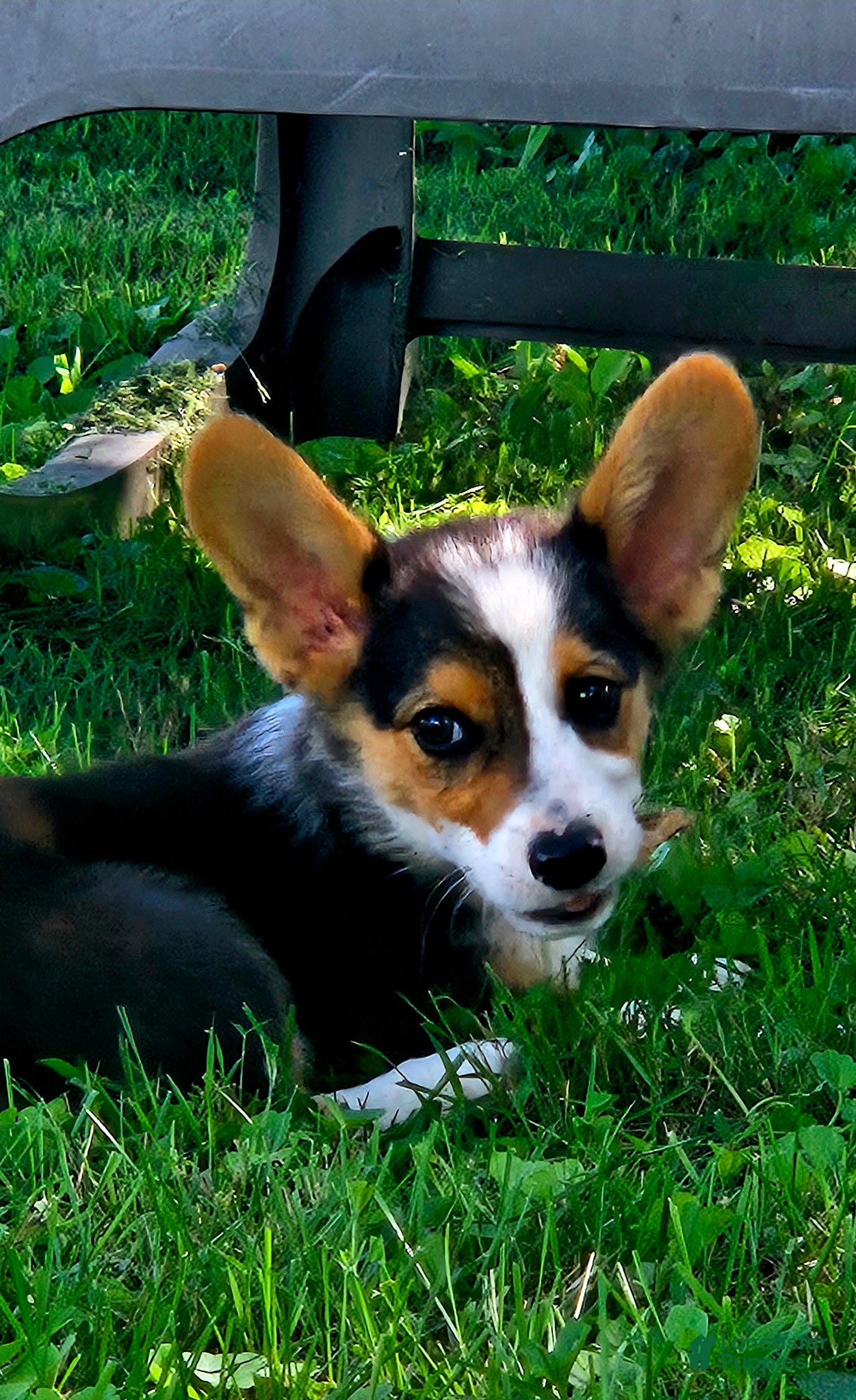 Welsh Corgi Pembroke dogs Orange (New Collar: Dark Green) Male - Ad 22