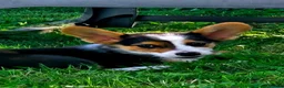 Welsh Corgi Pembroke dogs for sale: Orange (New Collar: Dark Green) Male - Ad 1