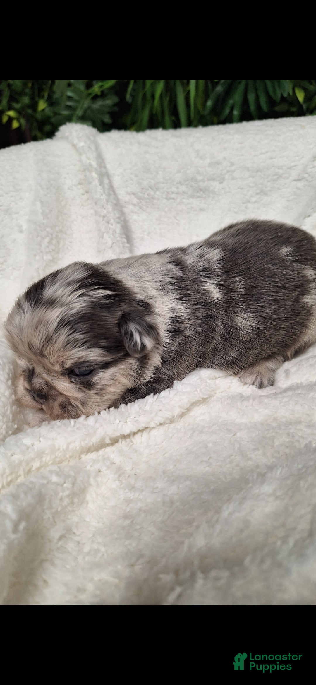 French Bulldog dogs for sale: Tim - Ad 7