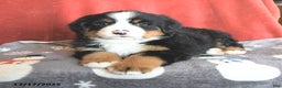 Bernese Mountain Dog dogs for sale: Dotty - Ad 2