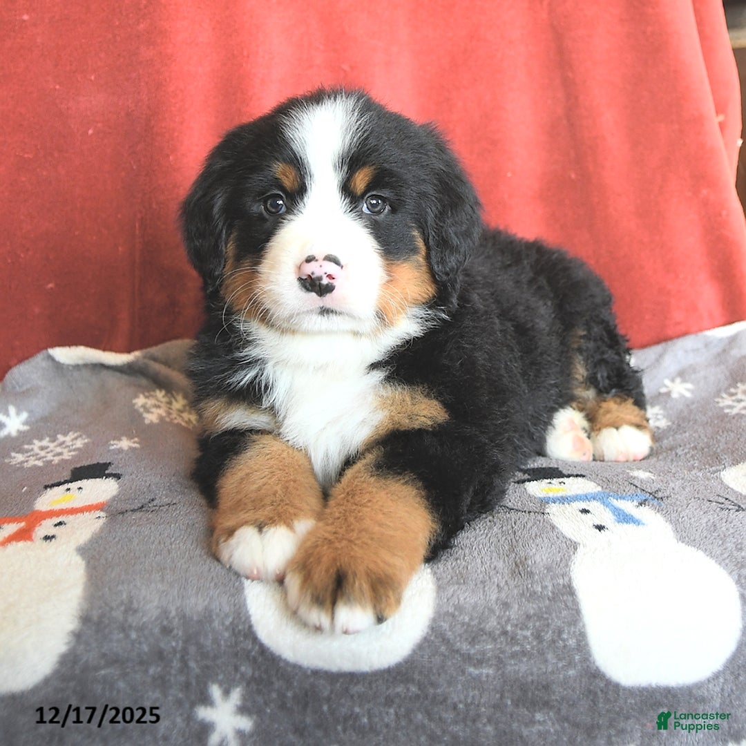 Bernese Mountain Dog dogs for sale: Dotty - Ad 2