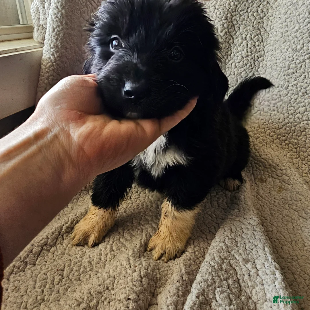 Mixed Breed dogs for sale: Joy - Ad 2