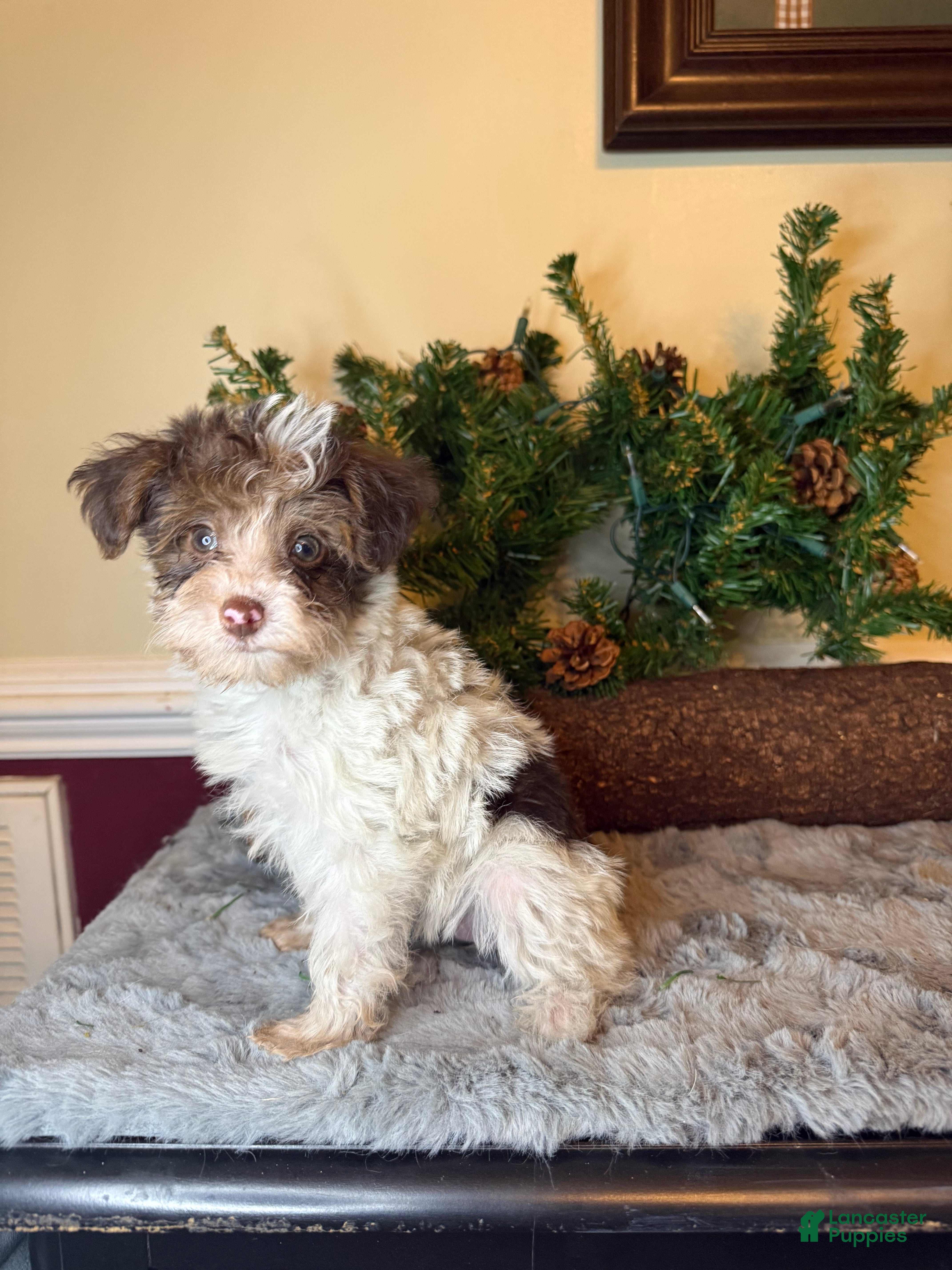 Yorkiepoo dogs Trouble - Ad 1