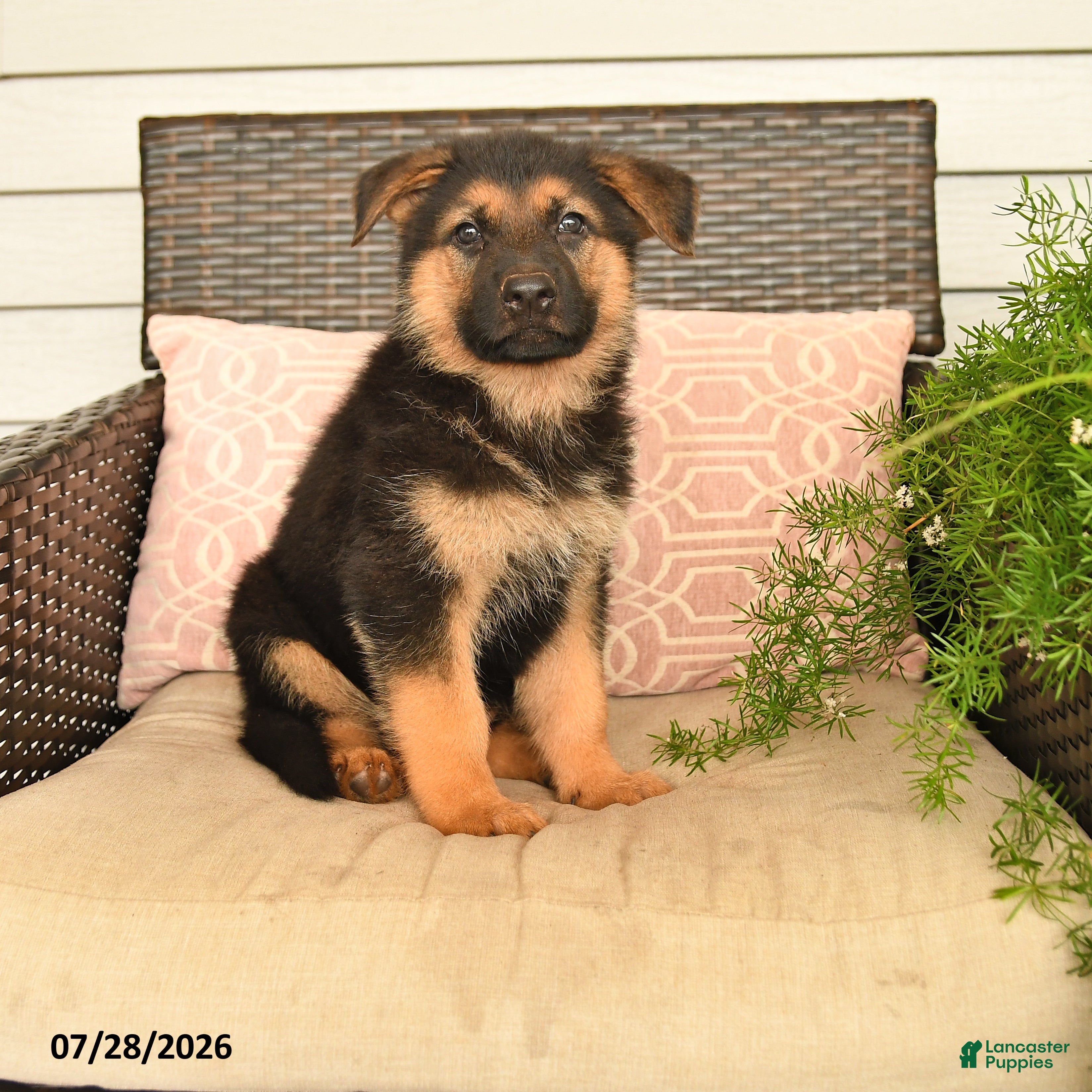German Shepherd dogs Scarlet - Ad 1