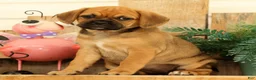 Puggle dogs for sale: Autumn - Ad 5