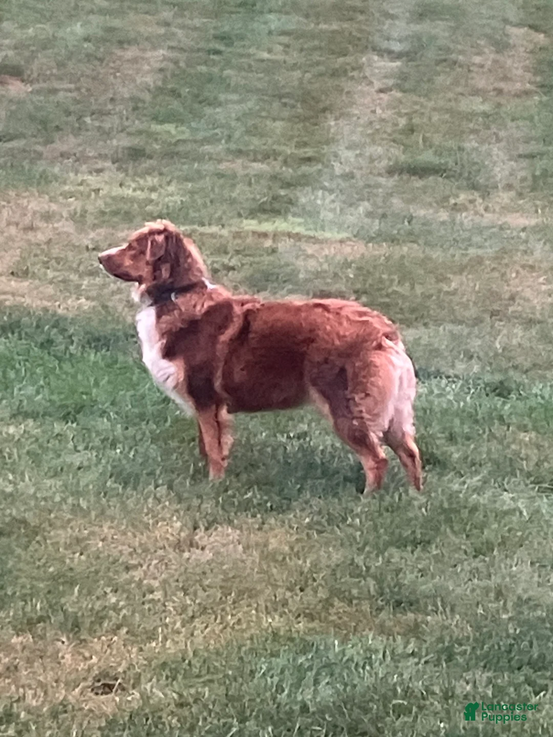 Australian Shepherd dogs for sale: Black Tri Female 4 - Ad 3