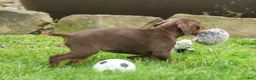 Doberman Pinscher dogs for sale:  Daisy (Red Rust) 🖤🐾 - Ad 9