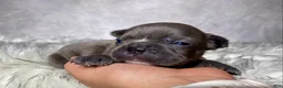 Frenchton dogs for sale: Mr. Kirby - Ad 7