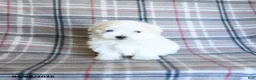 Maltese dogs for sale: Sasha - Ad 4