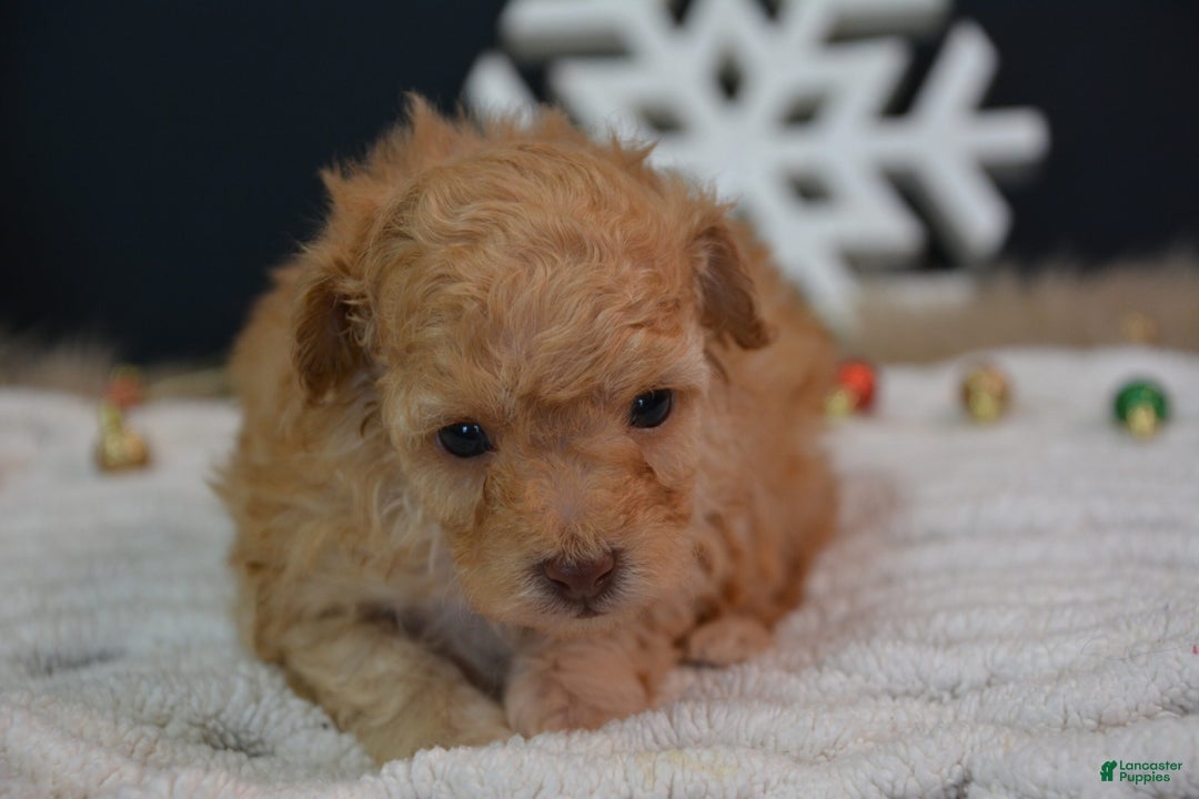 Toy Poodle dogs for sale: Duke - Ad 4