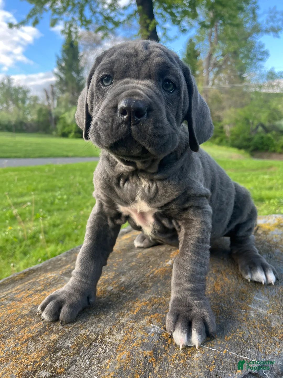 Cane Corso dogs for sale: Aria - Ad 2
