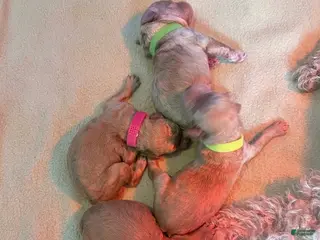 Standard Poodle dogs Francheska/Yellow Green Collar Girl - Ad 18