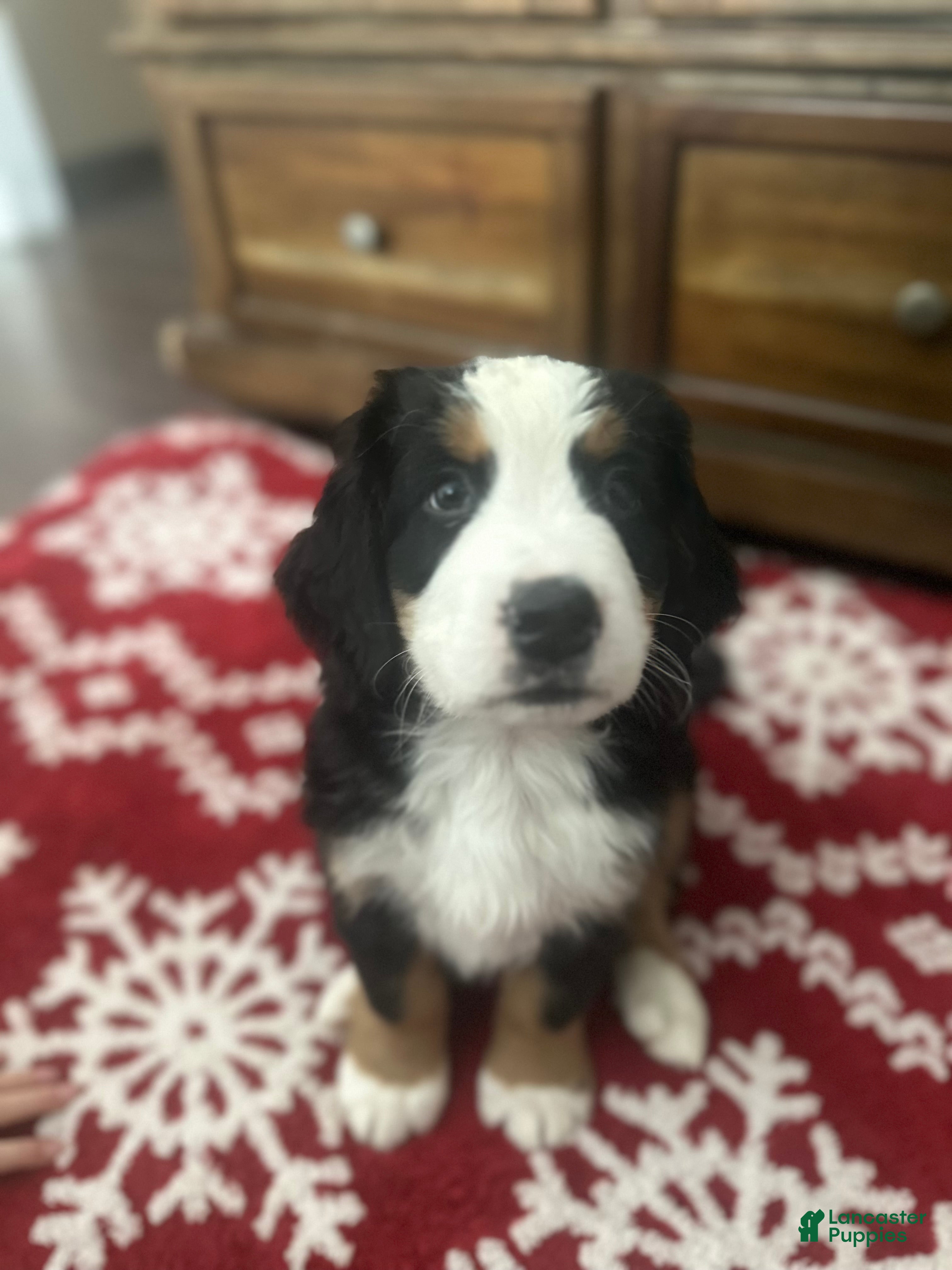 Bernese Mountain Dog dogs Harry - Ad 3