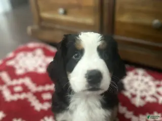 Bernese Mountain Dog dogs Harry - Ad 5