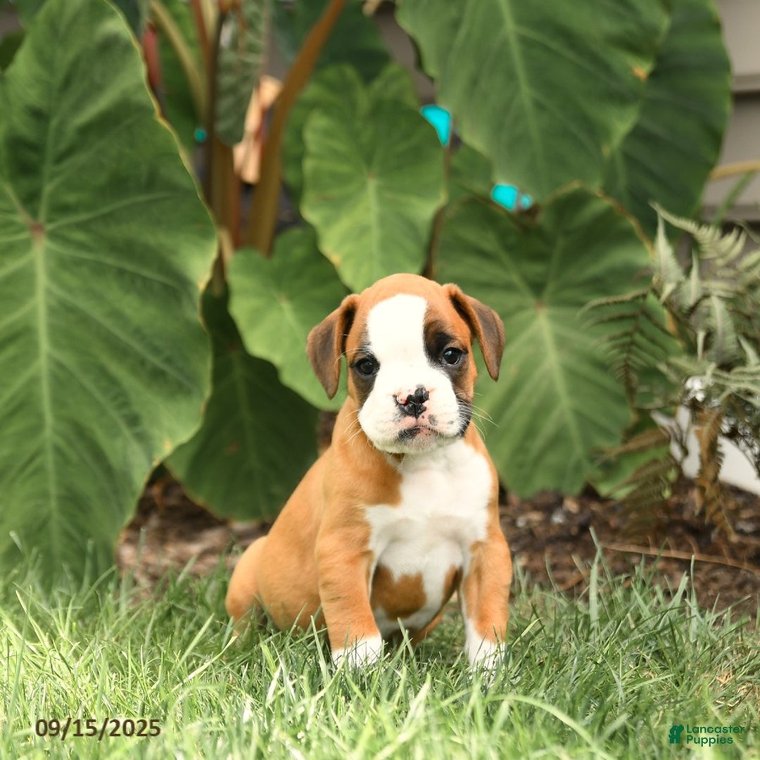 Zoro Euro Bloodlines for sale in Peach Bottom Lancaster Puppies