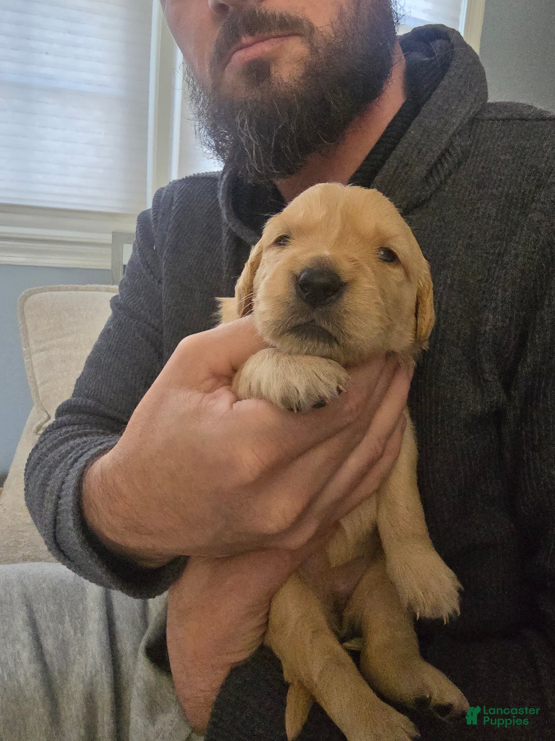 Golden Retriever dogs for sale: Golden Retriever Puppy 1 - Ad 2