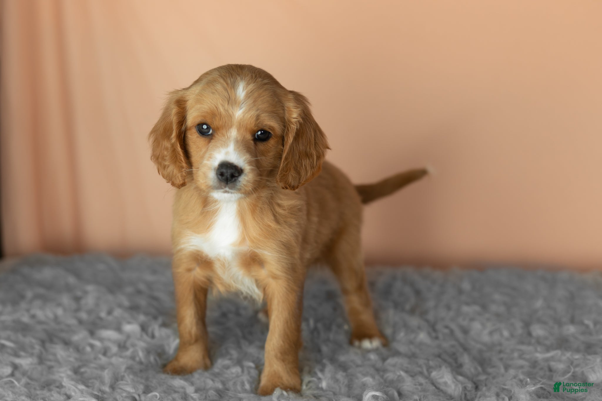 Mixed Breed dogs Baylor  - Ad 24