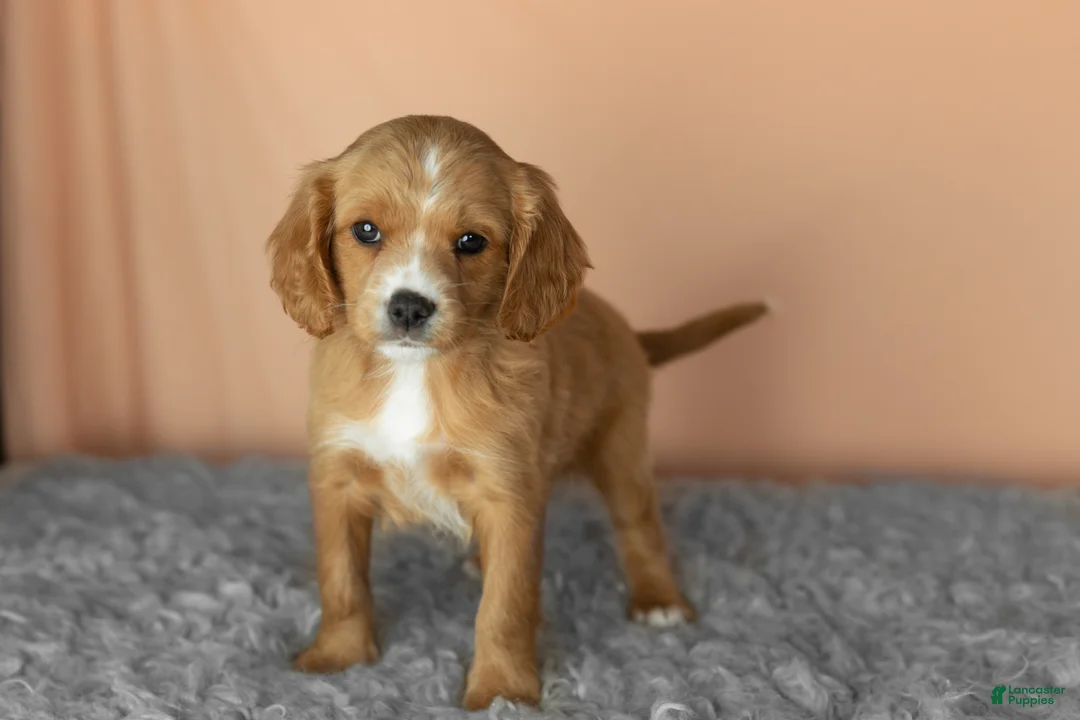 Mixed Breed dogs for sale: Baylor  - Ad 1