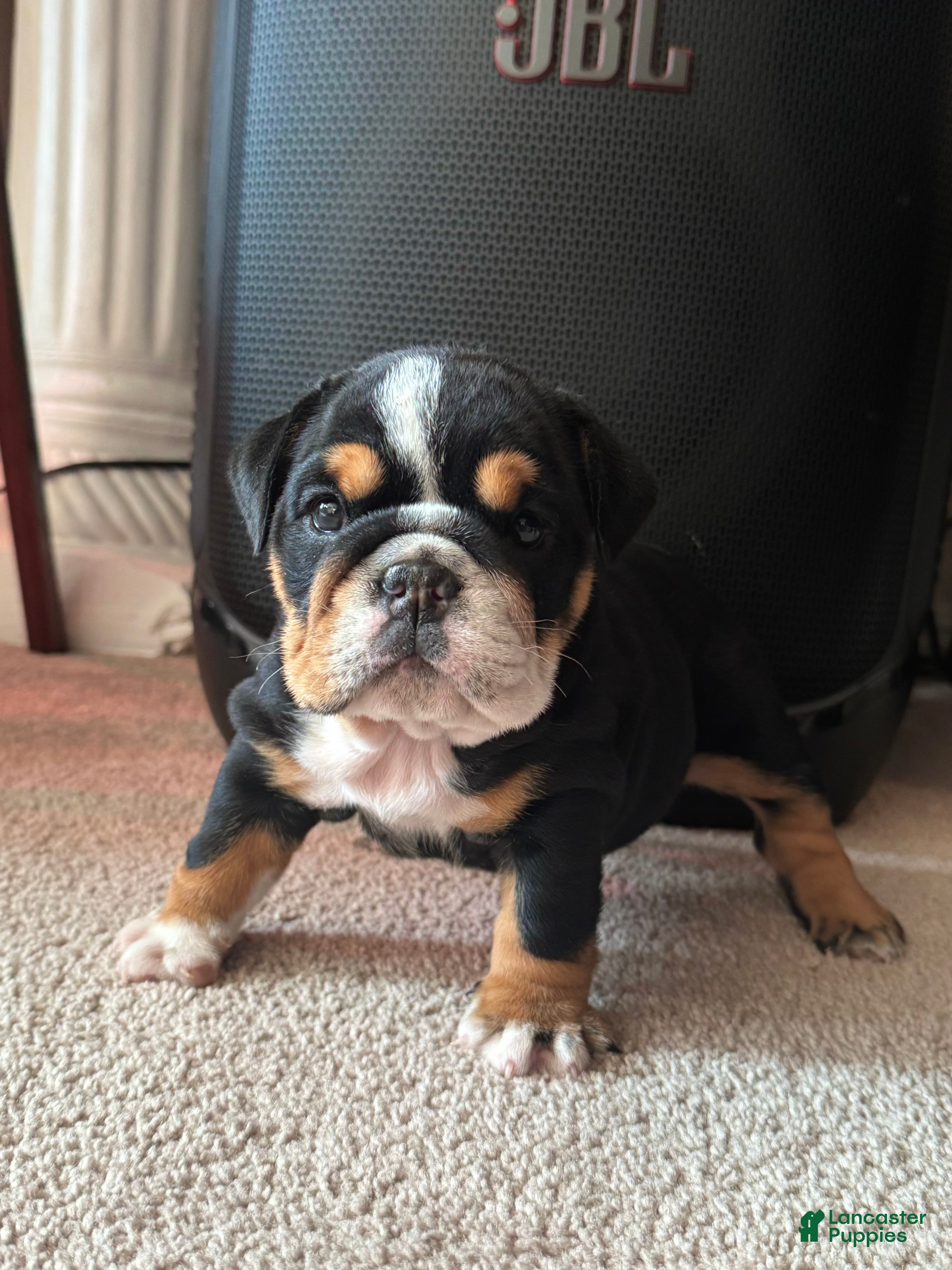 English Bulldog dogs English Bulldog Puppy 2 - Ad 2