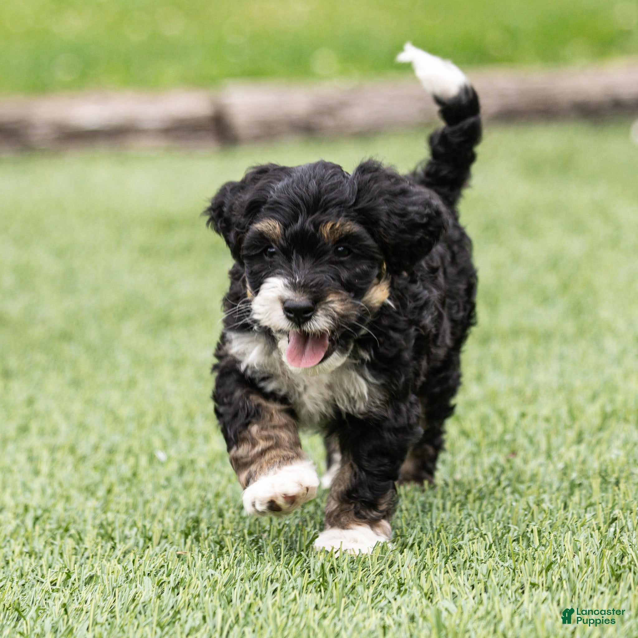 Bernedoodle dogs Beau Bernedoodle Puppy  - Ad 1