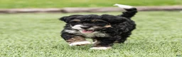 Bernedoodle dogs for sale: Beau Bernedoodle Puppy  - Ad 5