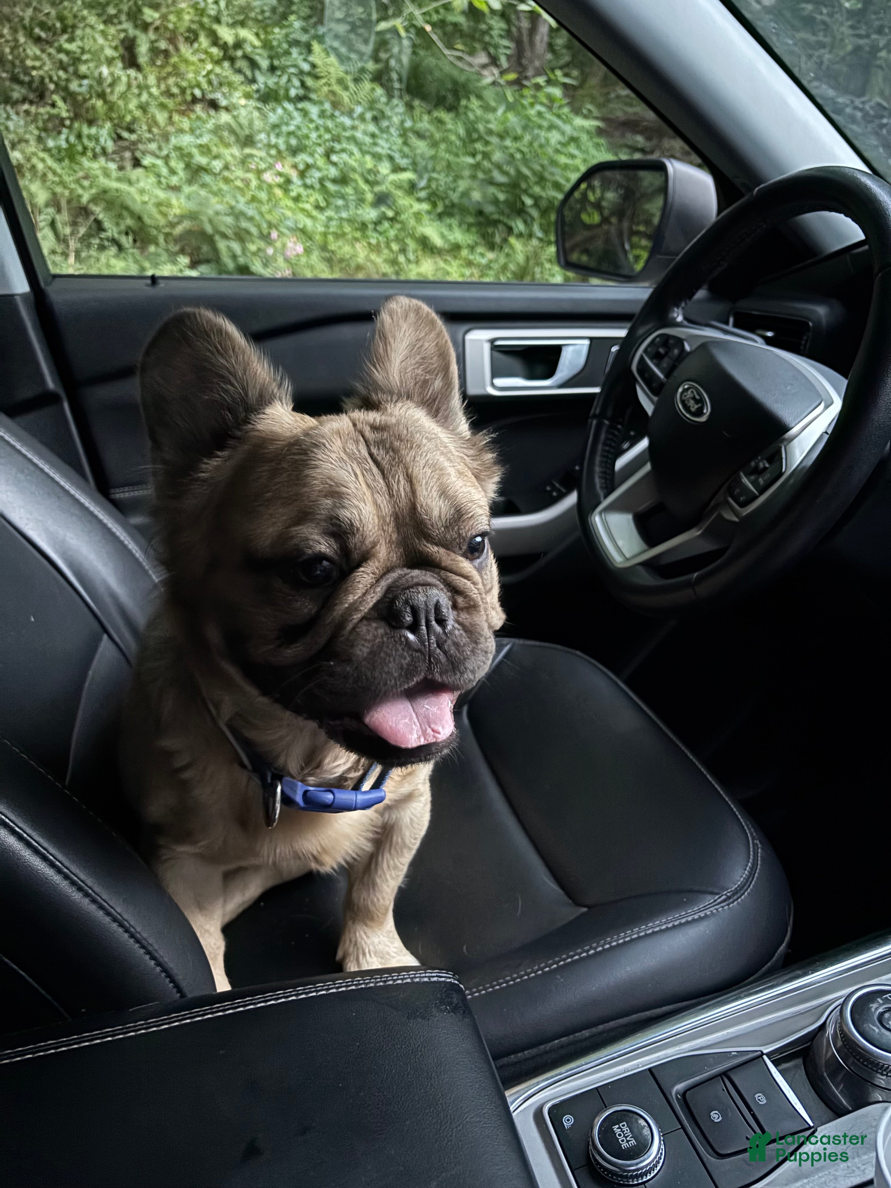 French Bulldog dogs French Bulldog Puppy 1 - Ad 33